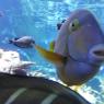 Aquarium-3