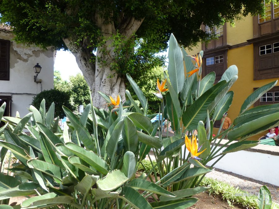 Tenerife-015